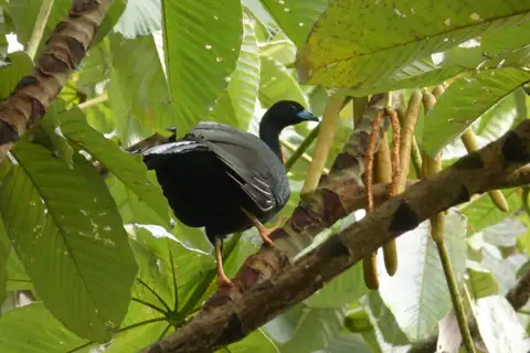 Wattled Guan
