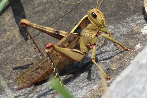 Garden Locust