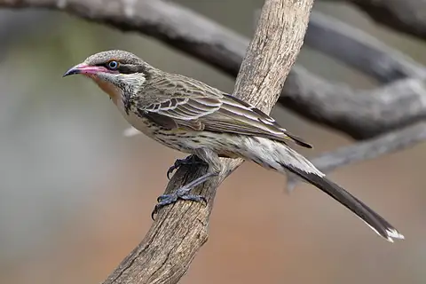 Spiny-cheeked Honeyeater