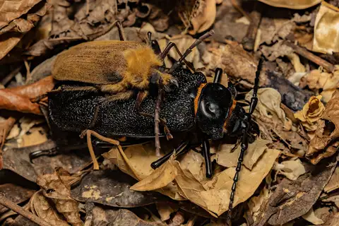 Acanthinodera cumingii