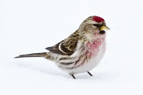 Redpoll