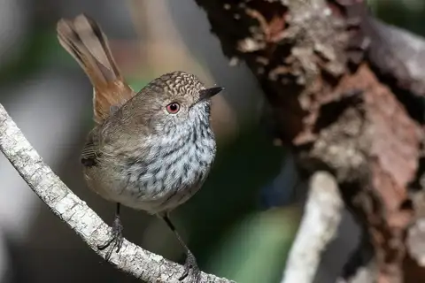 Inland Thornbill