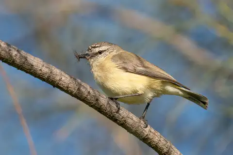 Yellow-rumped Thornbill