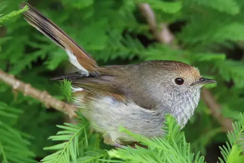 Tasmanian Thornbill
