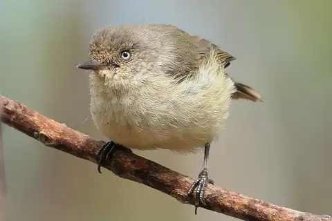 Western Thornbill