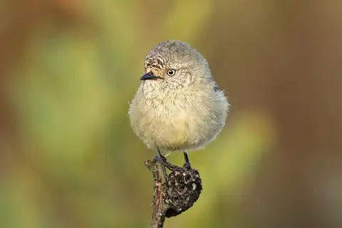 Slender-billed Thornbill