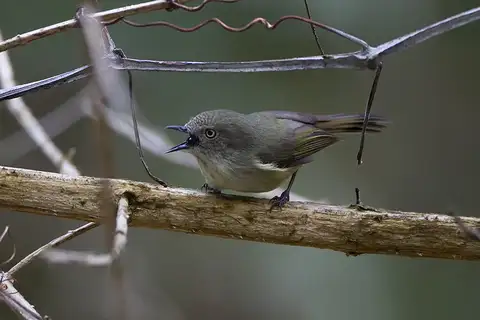 Mountain Thornbill