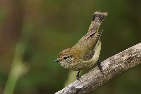 Striated Thornbill