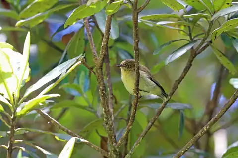 New Guinea Thornbill