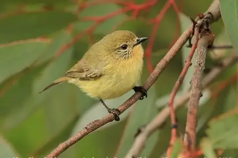 Yellow Thornbill