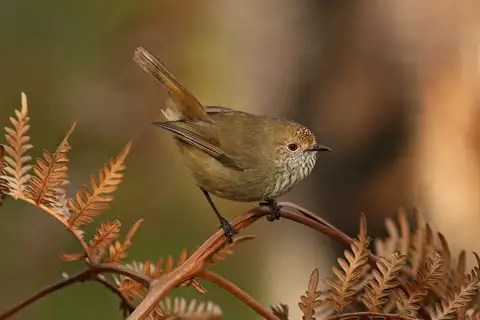 Brown Thornbill