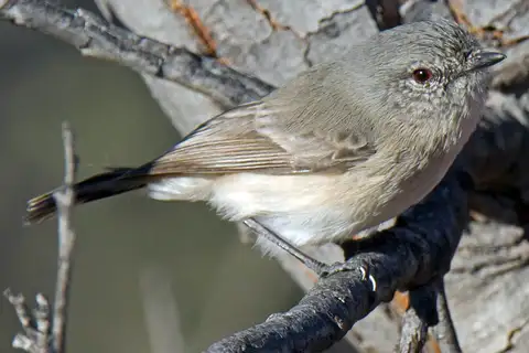 Slaty-backed Thornbill
