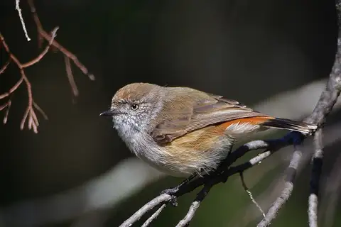Chestnut-rumped Thornbill