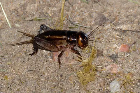 Brown Cricket