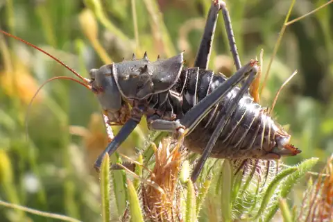 Brown Armoured Corncricket