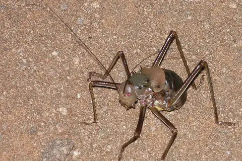 Longleg Armoured Corncricket
