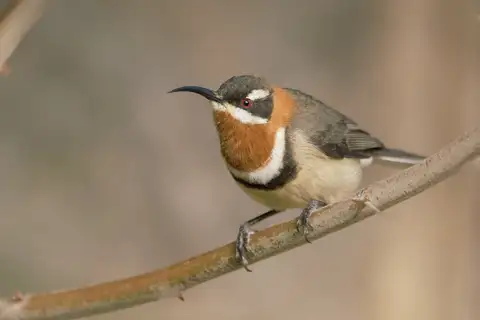 Western Spinebill