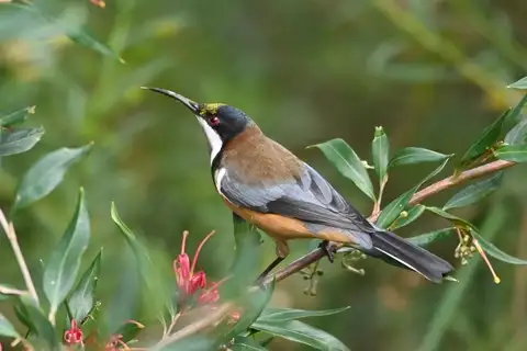 Eastern Spinebill