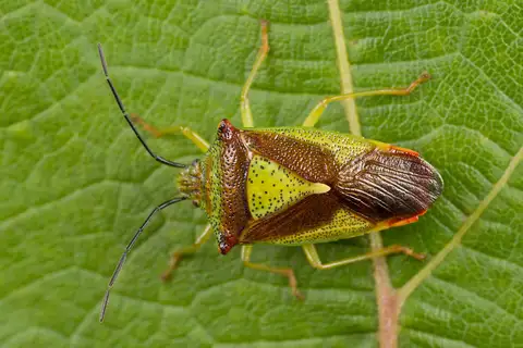 Hawthorn Shield Bug