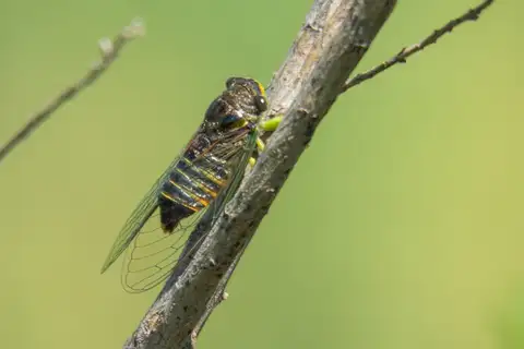 Acanthoventris drewseni