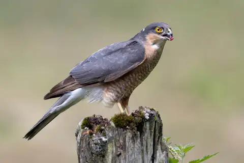 Eurasian Sparrowhawk