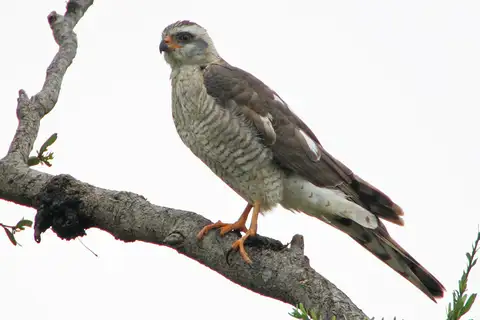 Ovambo Sparrowhawk