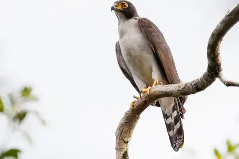 Grey-bellied Hawk