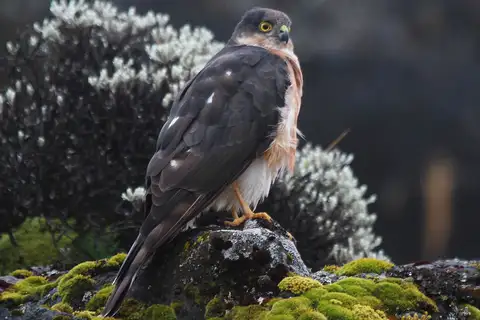 Rufous-breasted Sparrowhawk