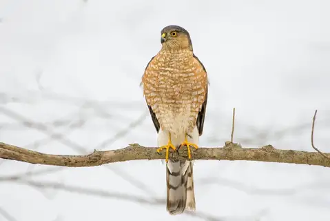Sharp-shinned Hawk