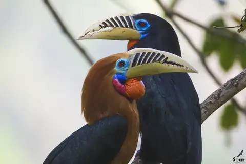 Rufous-necked Hornbill