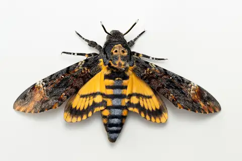 Death's Head Hawkmoth