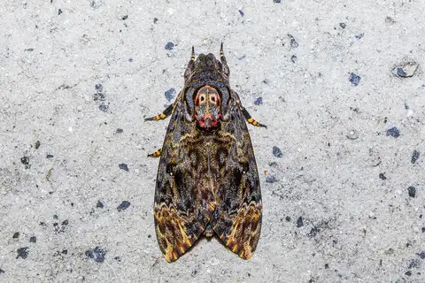 Greater Death's Head Hawkmoth