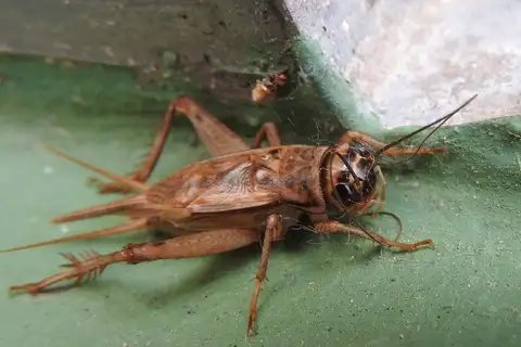 House Cricket