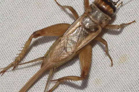 Spanish House-Cricket