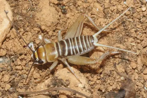 Acheta rufopictus