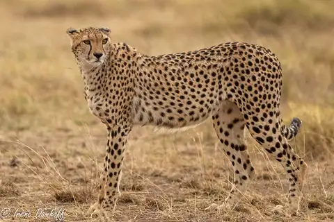Cheetah