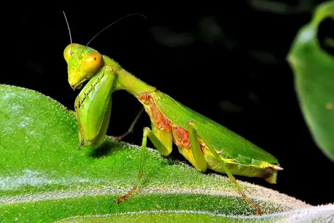 Acontista concinna