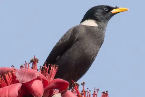 Collared Myna