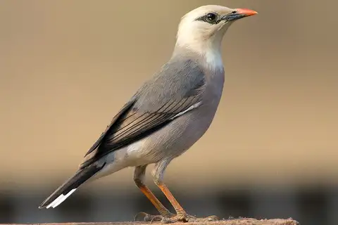 Burmese Myna