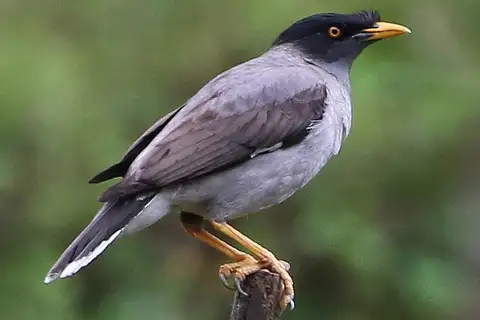 Pale-bellied Myna