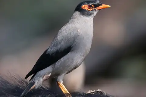 Bank Myna