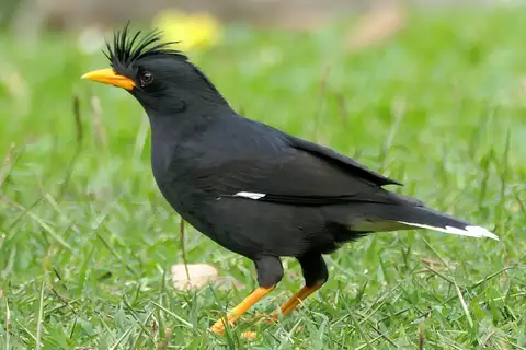 Great Myna