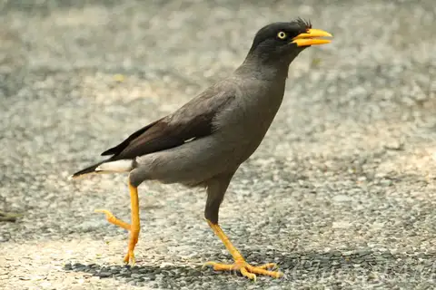 Javan Myna