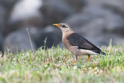 Vinous-breasted Myna