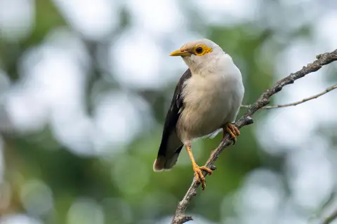 Black-winged Myna