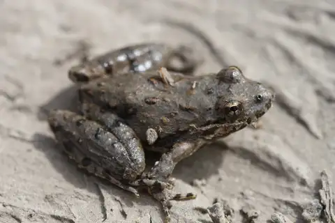 Blanchard's Cricket Frog