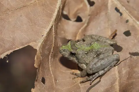 Northern Cricket Frog