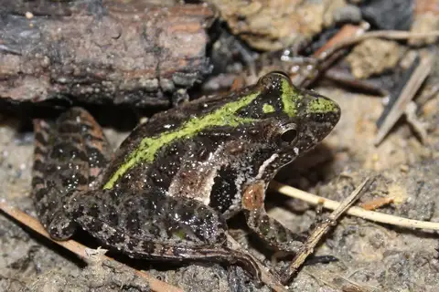 Southern Cricket Frog