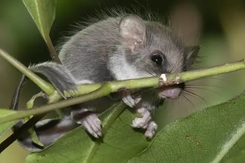 Narrow-toed Feather-tailed Glider