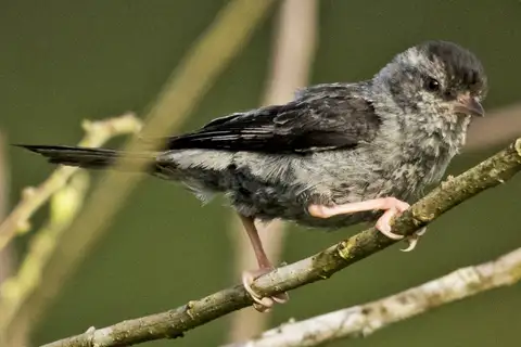 Pink-legged Graveteiro